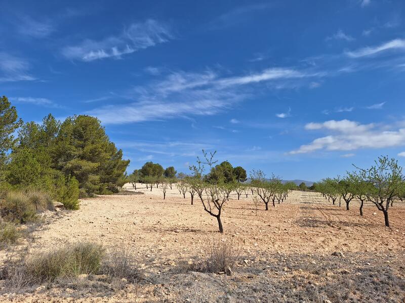 Land Te koop in La Zarza, Murcia
