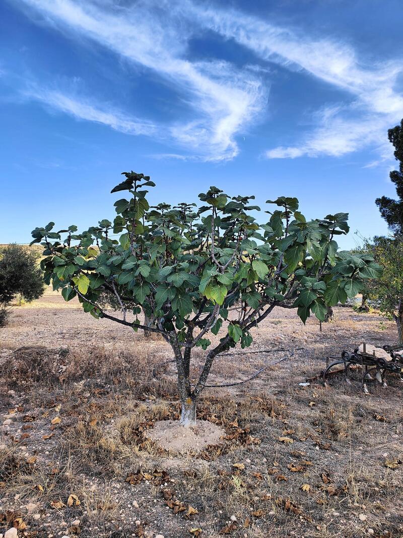 3 soverom Herregård til salgs