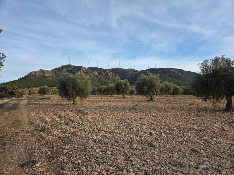 Land Te koop in Jumilla, Murcia