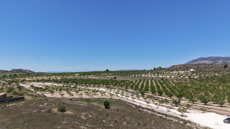 Land Te koop in Pinoso, Alicante