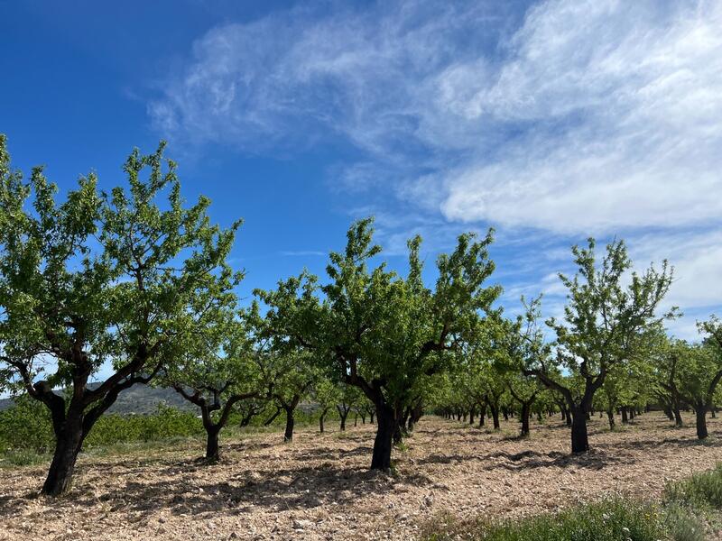 Landa till salu i Hondon de los Frailes, Alicante
