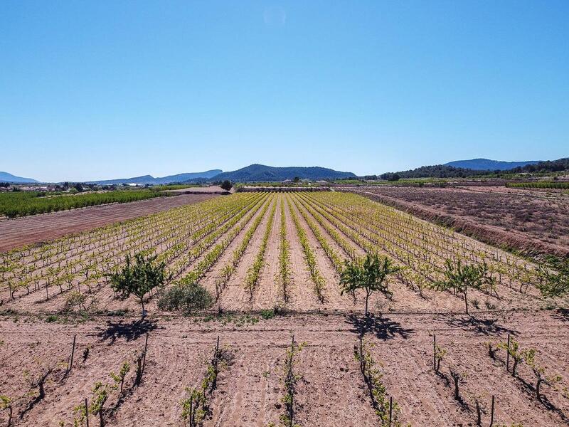 Land for sale in Pinoso, Alicante