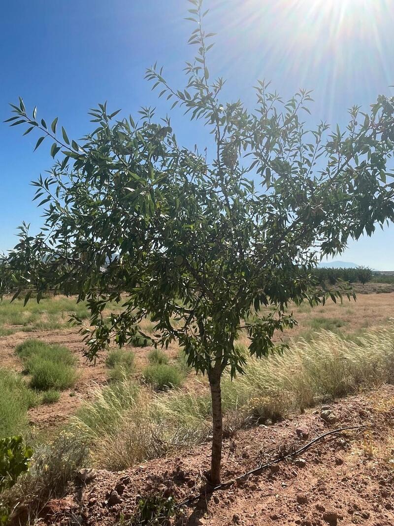 Land for sale Land for sale