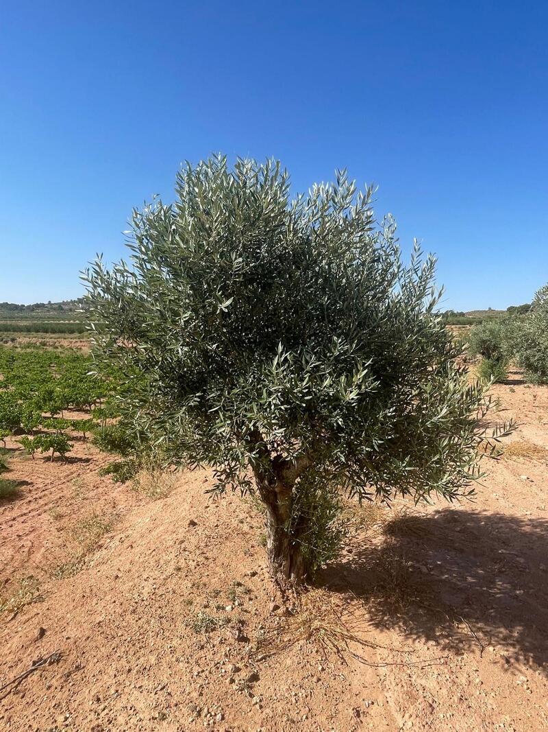 Land for sale Land for sale