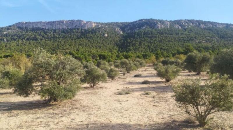 Land til salgs i Biar, Alicante