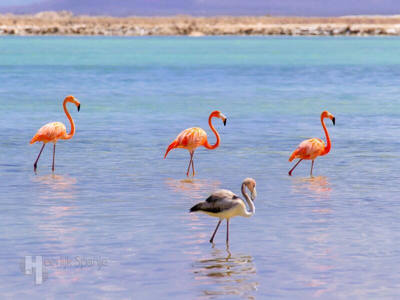 2 slaapkamer Appartement Te koop 2 slaapkamer Appartement Te koop
