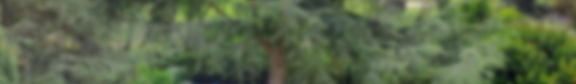 1 bedroom Apartment for Short Term Rent