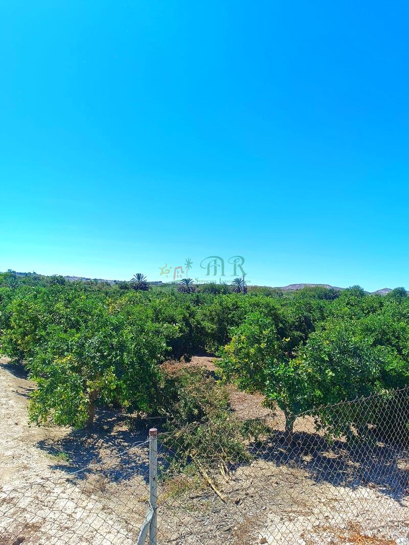 Lantställe till salu i Almoradí, Alicante