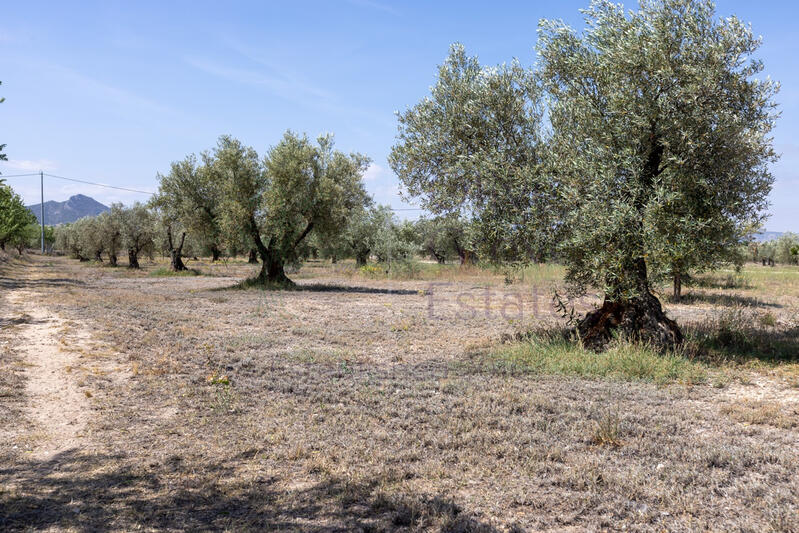 5 slaapkamer Villa Te koop