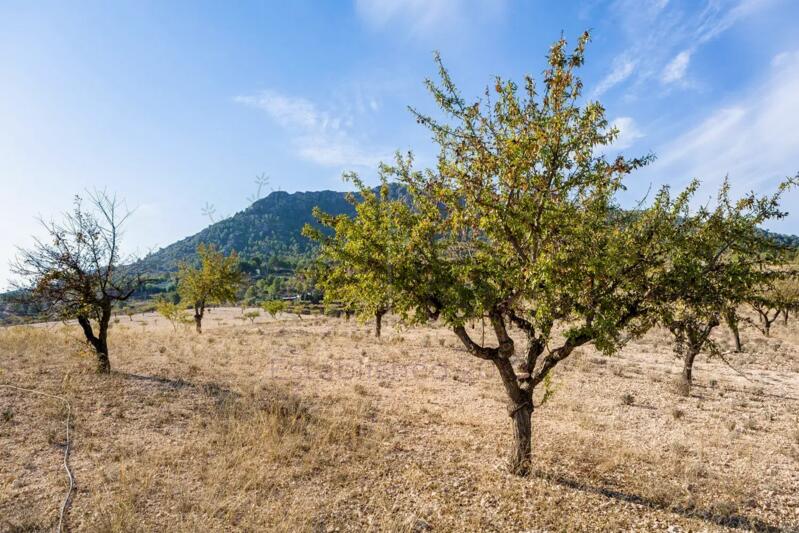 5 slaapkamer Landhuis Te koop