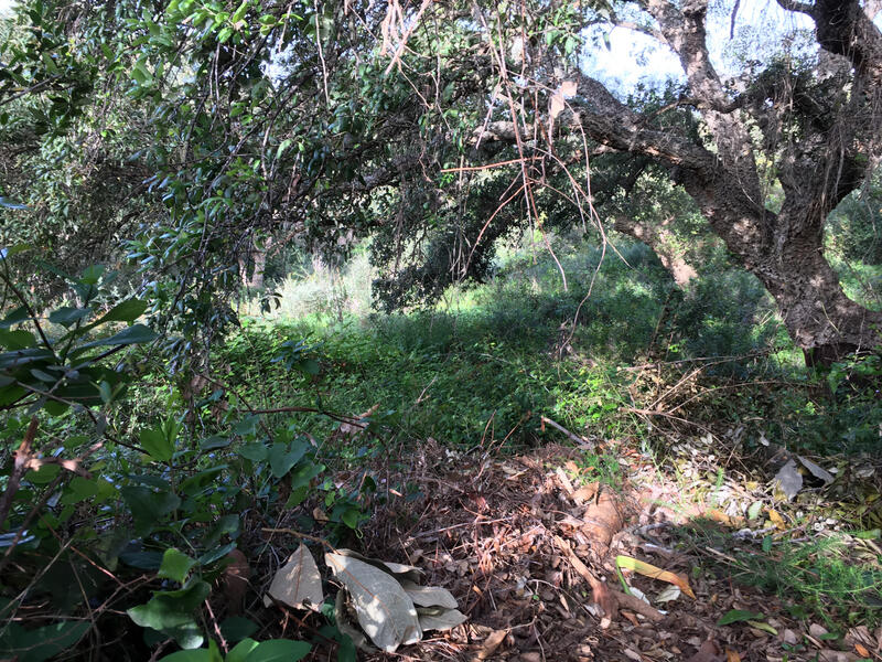 Land for sale