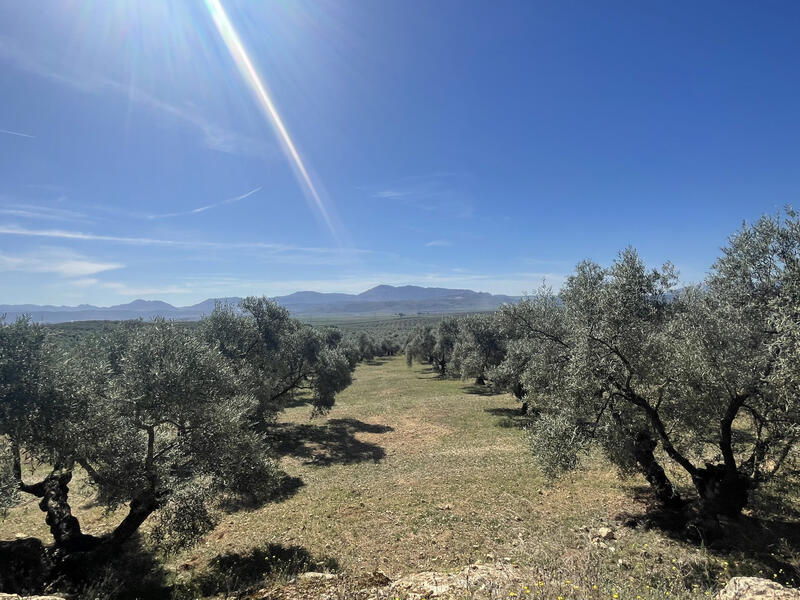 Landa till salu i Mollina, Málaga