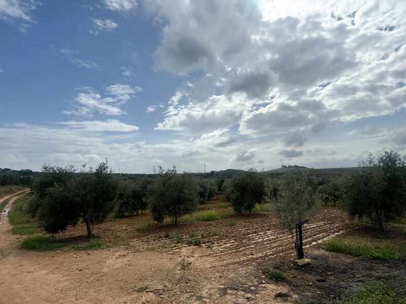 Land for sale