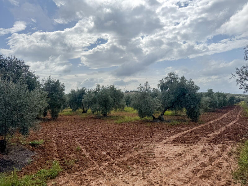 Land for sale