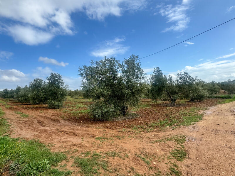 Land for sale