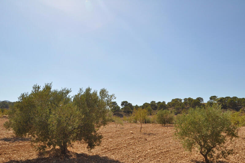 Land for sale