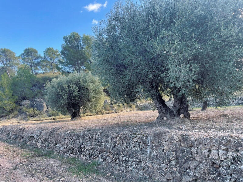 Land for sale in Torrevieja, Alicante