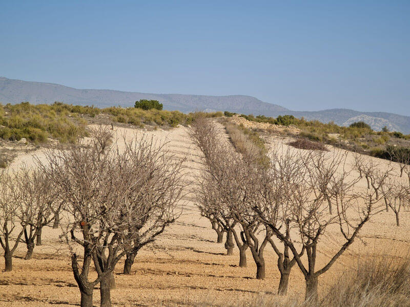 Land til salgs i Torrevieja, Alicante