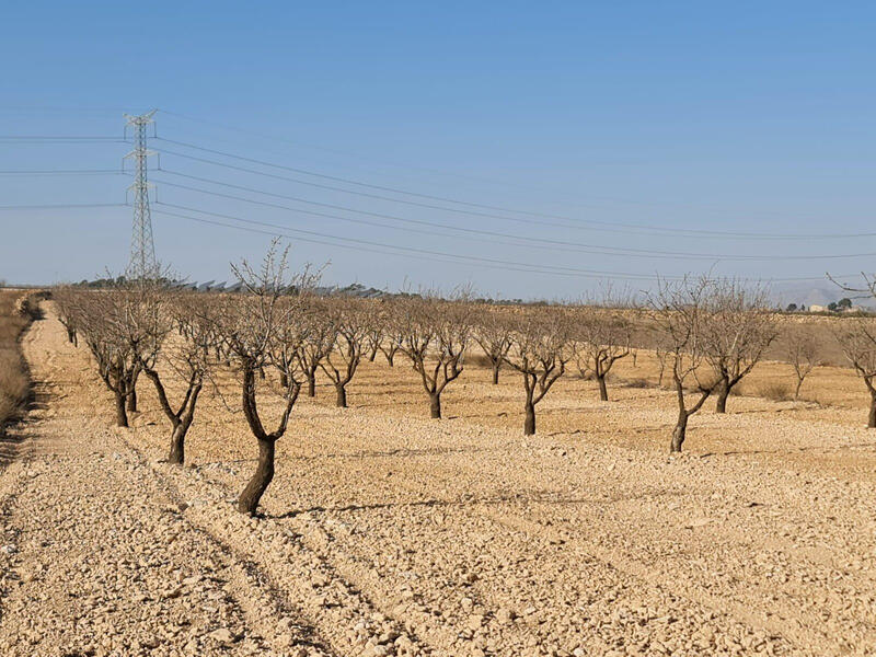 Annen til salgs i Torrevieja, Alicante