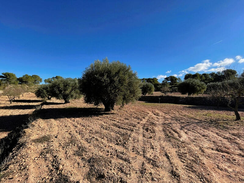 Terrain à vendre