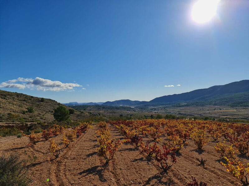 Terrenos en venta