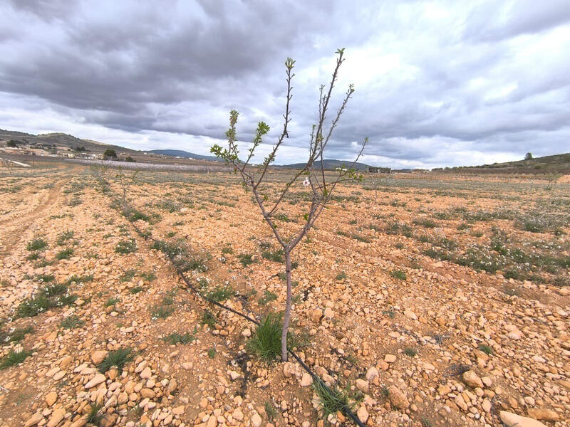 Land Te koop in Torrevieja, Alicante