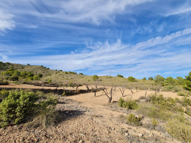 Land for sale
