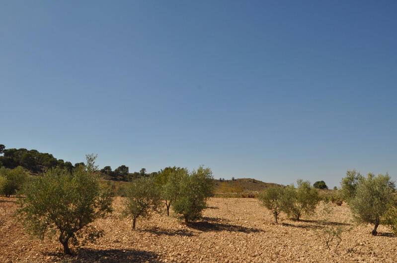 Land for sale