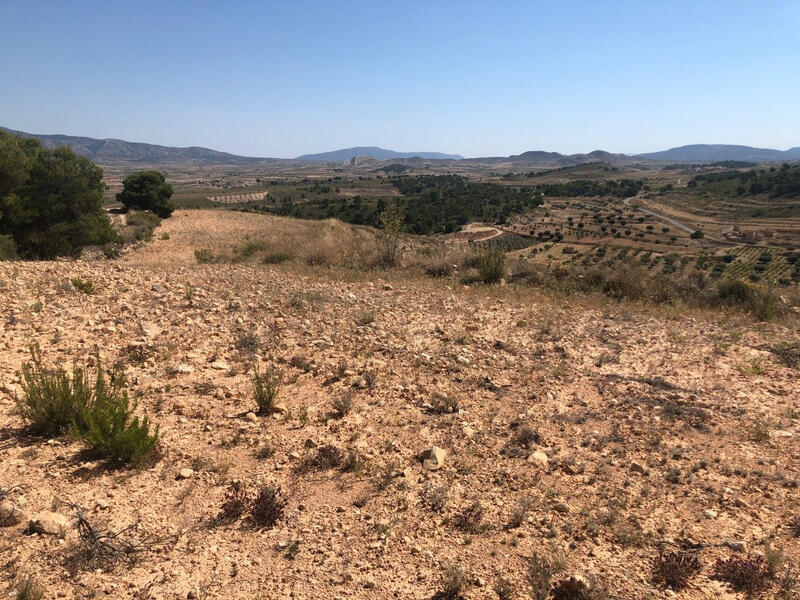 Terrenos en venta en Los Perez (Ayuntamiento Almoradi/Torrevieja), Alicante