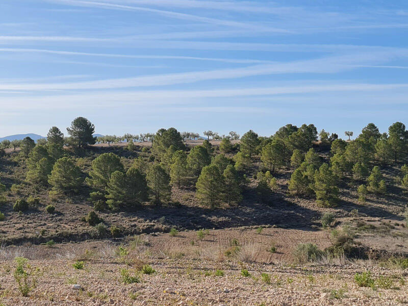 Land for sale in Los Perez (Ayuntamiento Almoradi/Torrevieja), Alicante