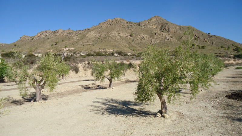 Terrain à vendre dans Abanilla, Murcia