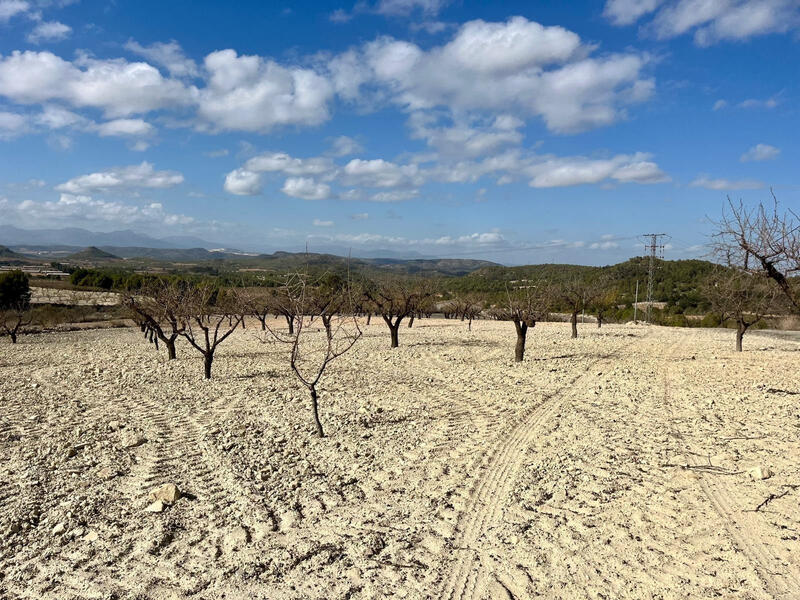 Land Te koop in Bullas, Murcia