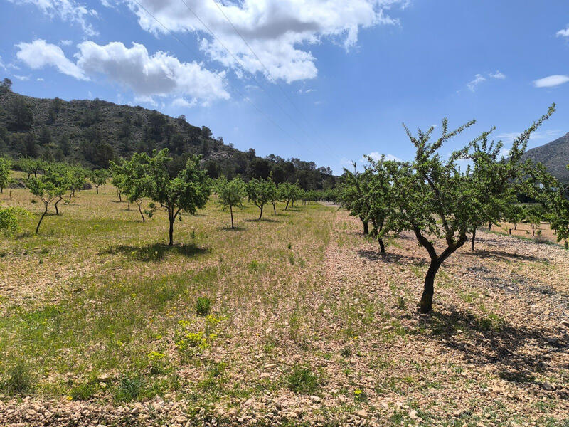Land for sale
