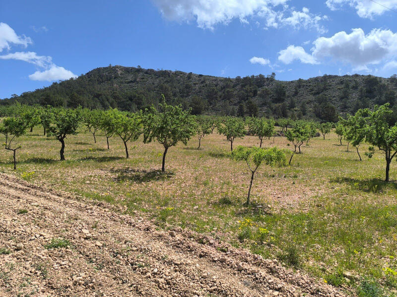 Land for sale