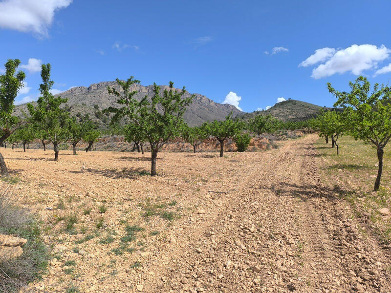 Land for sale