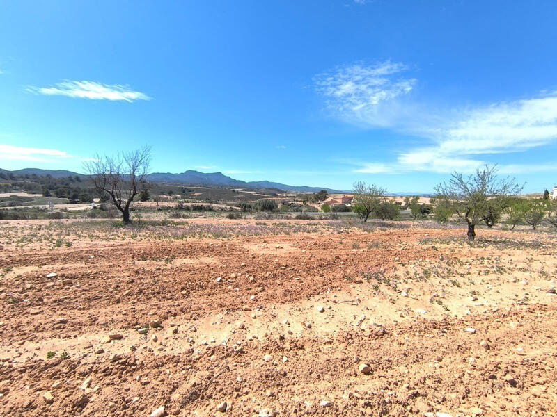 Terrenos en venta en Los Perez (Ayuntamiento Almoradi/Torrevieja), Alicante