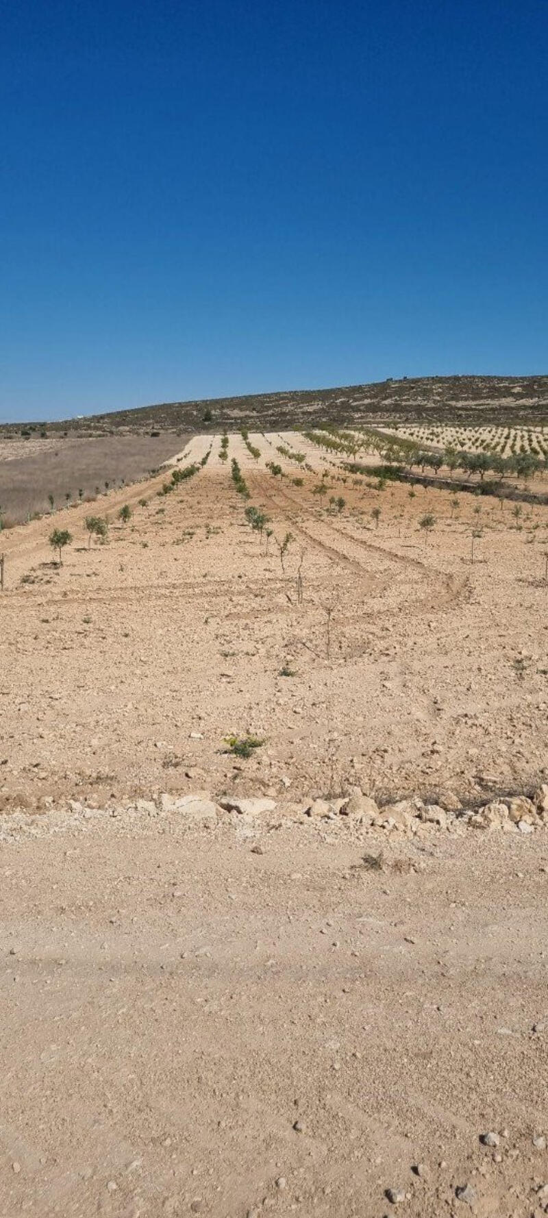Land for sale
