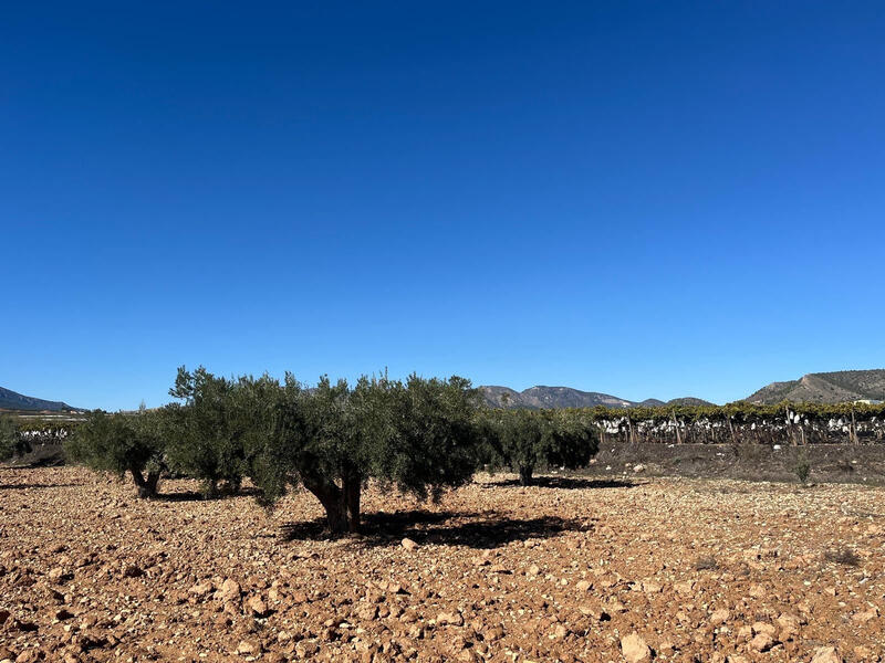 Land for sale Land for sale