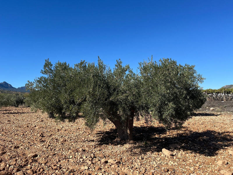 Land for sale Land for sale