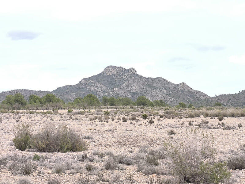 Terrain à vendre dans Los Perez (Ayuntamiento Almoradi/Torrevieja), Alicante Terrain à vendre dans Los Perez (Ayuntamiento Almoradi/Torrevieja), Alicante