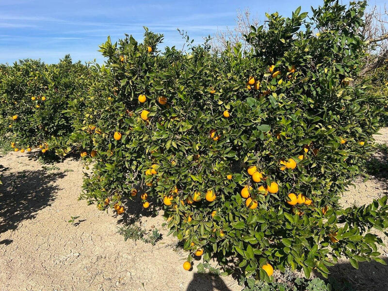 1 bedroom Country House for sale