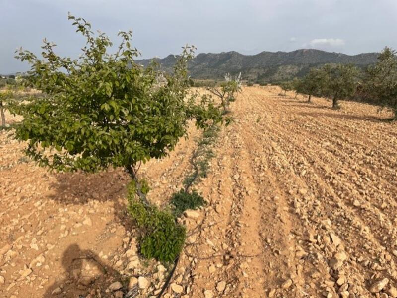 Land for sale in Yecla, Murcia