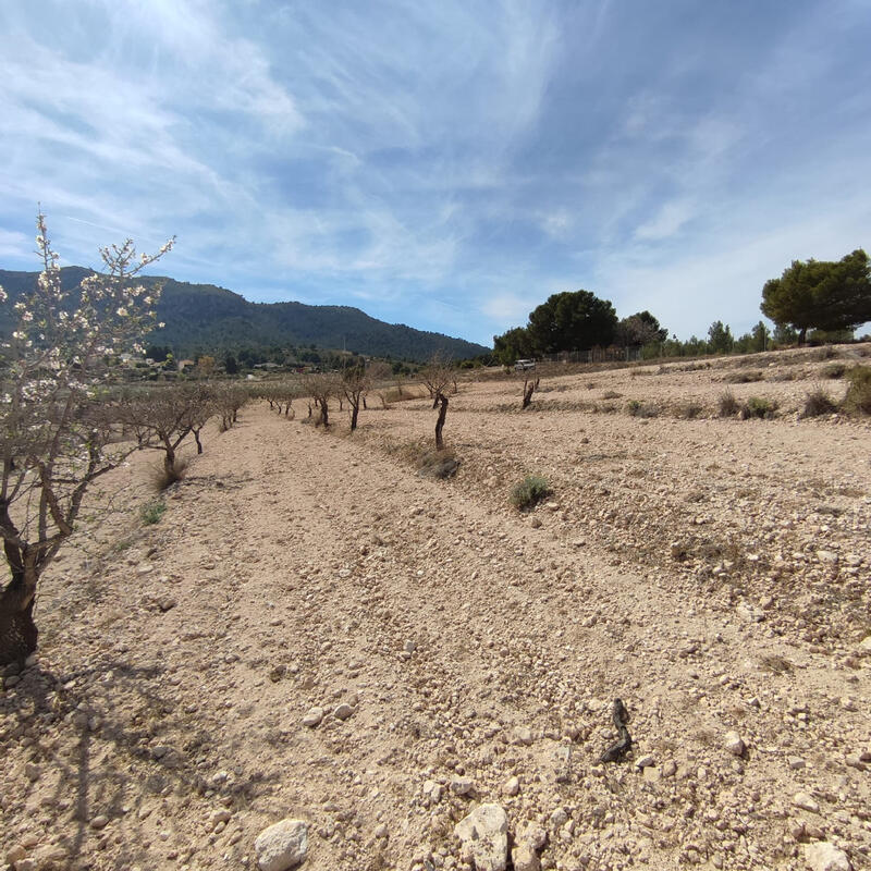 Land for sale in Sax, Alicante