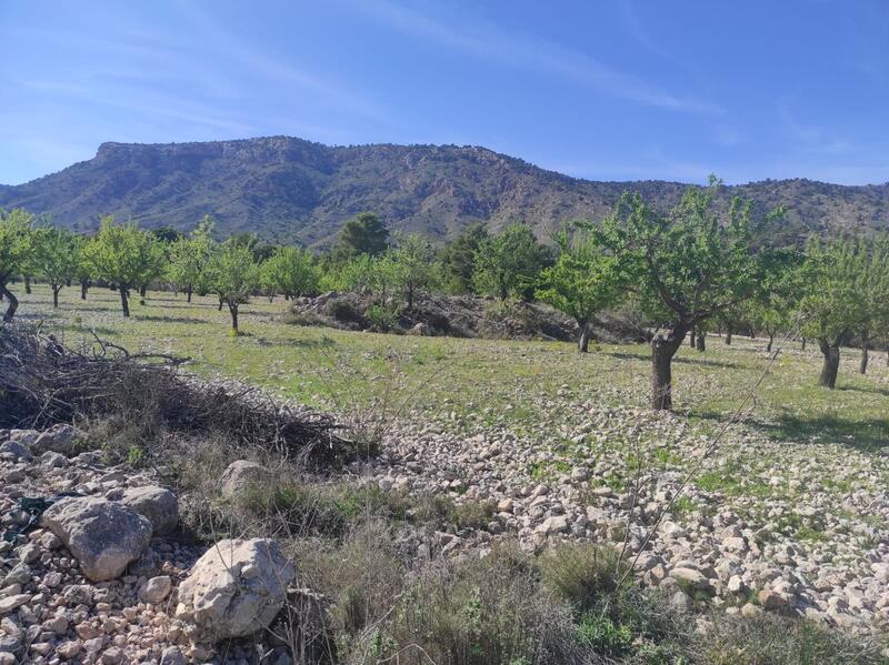 Land Te koop in Salinas, Alicante