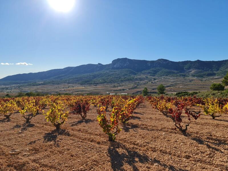 Terrenos en venta