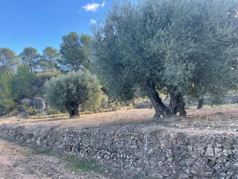 Terrenos en venta en La Zarza, Murcia