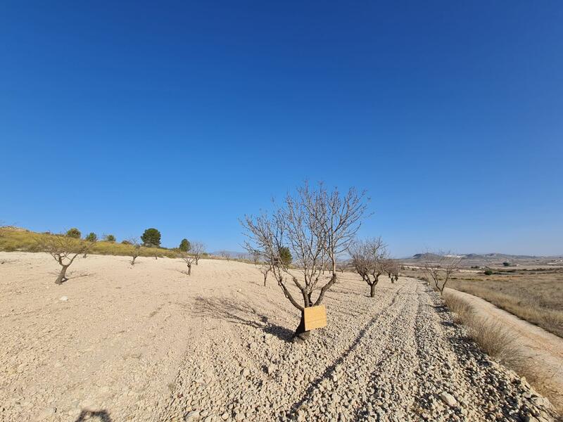 Terrenos en venta en Jumilla, Murcia