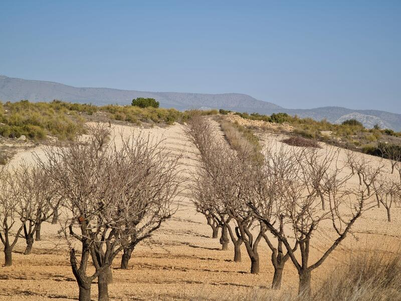 Land til salgs i Jumilla, Murcia