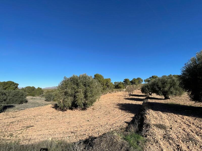 Land for sale in La Zarza, Murcia