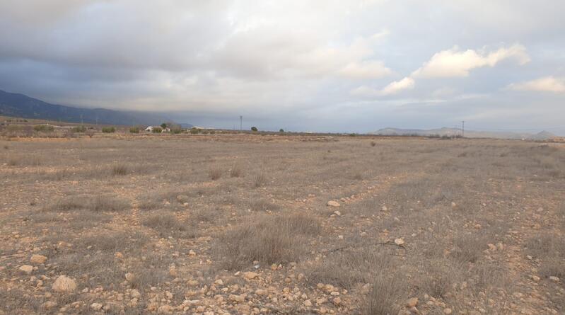 Terrenos en venta en Pinoso, Alicante